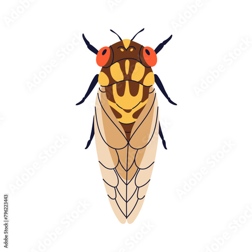 Cicada insect, top view. Spotty winged beetle species from above. Cicadidae, ...