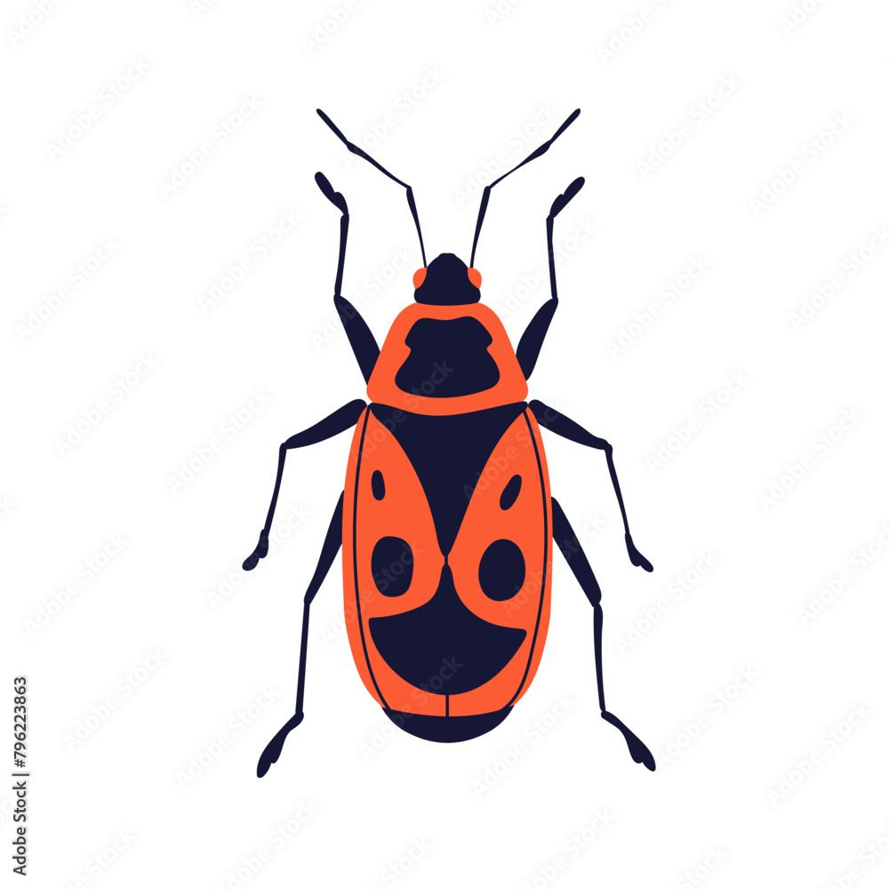 Firebug, Pyrrhocoris apterus. Fire bug, insect species, fauna, spotted ...