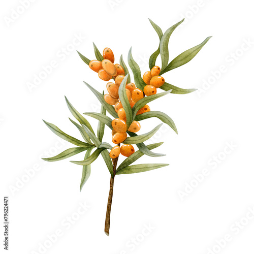 Lush sea buckthorn branch with Hippophae orange berries and green leaves watercolor illustration isolated on white for natural, organic cosmetics, herbal food and vegan friendly products