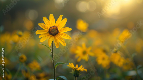 Beautiful blooming Sunflower meadow  field. Close-up Sunflower. Beautiful scenery. Nature. Beauty.