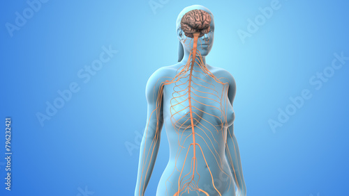Nerve signal travels from nerve to spinal cord to brain