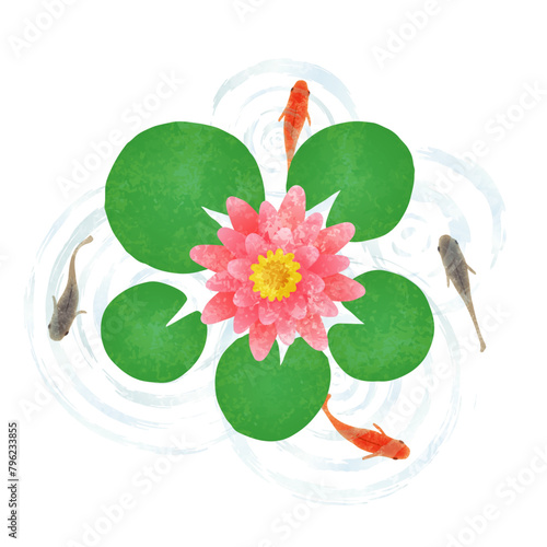 睡蓮の花とメダカの水彩夏イラスト