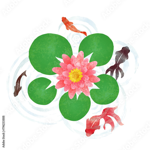 睡蓮の花と金魚の水彩夏イラスト