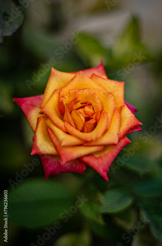 Rosa Naranja 