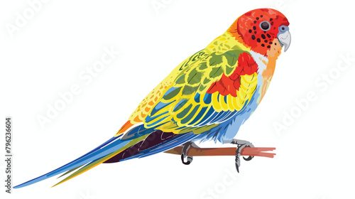 Eastern rosella cute colorful parrot. Exotic tropical photo