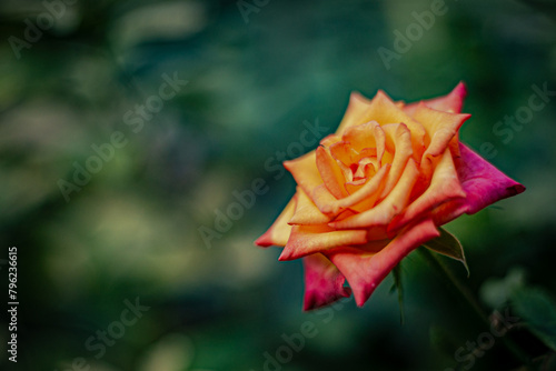 Rosa Naranja Perfil