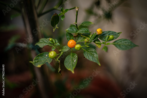 Aji Charapita