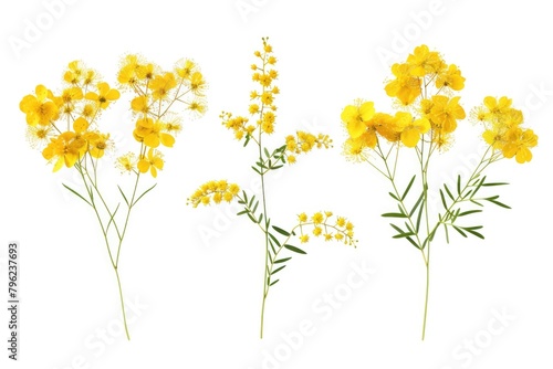Vibrant yellow flowers on a clean white background. Perfect for spring or nature concepts