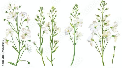 Shepherds purse flowers or inflorescences isolated 
