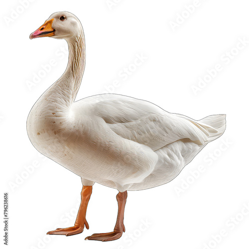 Duck isolated on Transparent Background, without background .PNG photo