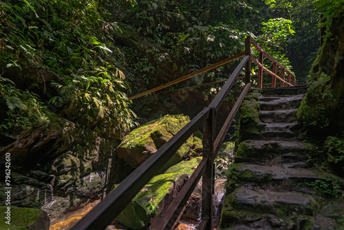Camino a la selva