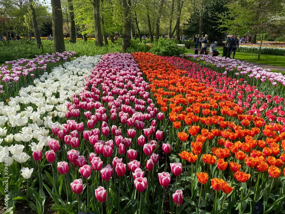 Colorful fresh tulips and spring flowers in Keukenhof park, Netherlands