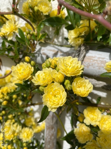 yellow banks rose in garden 