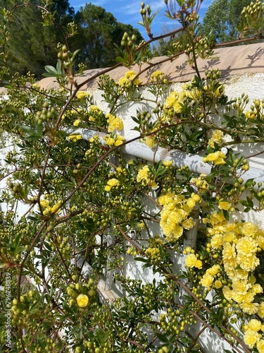 yellow banks rose in garden 