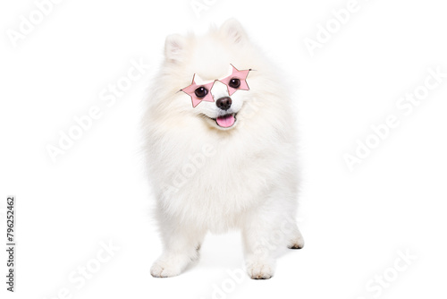 Charming Pomeranian Spitz dog wearing pink sunglasses standing isolated on white background