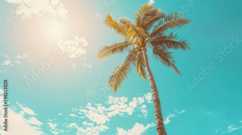Tall palm tree isolated on a sunny sky background  tropical vibes