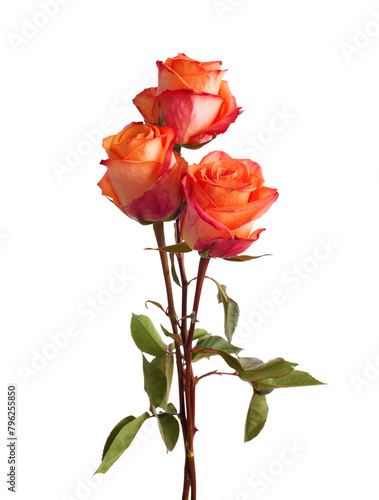 Three orange  Roses with green leaves isolated on white background. © Antonel