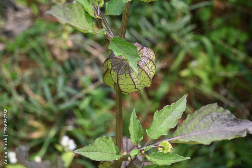 Physalis angulata flowers. It  is an erect herbaceous annual plant belonging to the nightshade family Solanaceae. The flowers are five sided and pale yellow. yellow orange fruits are borne inside.
