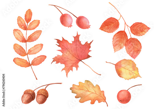 Autumn maple, oak leaves. Hand drawn watercolor fall illustrations set isolated on transparent background. Acorn and berry