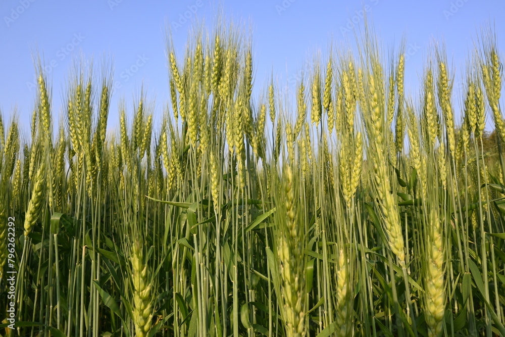 Ears of wheat plants. Panoramic view of green field of wheat a clear sunny day. Green wheat field swaying in the wind. Beautiful view of green field. Ears of wheat plants. Panoramic view of green field of wheat a clear sunny day. Green wheat field swaying in the wind. Beautiful view of green field.