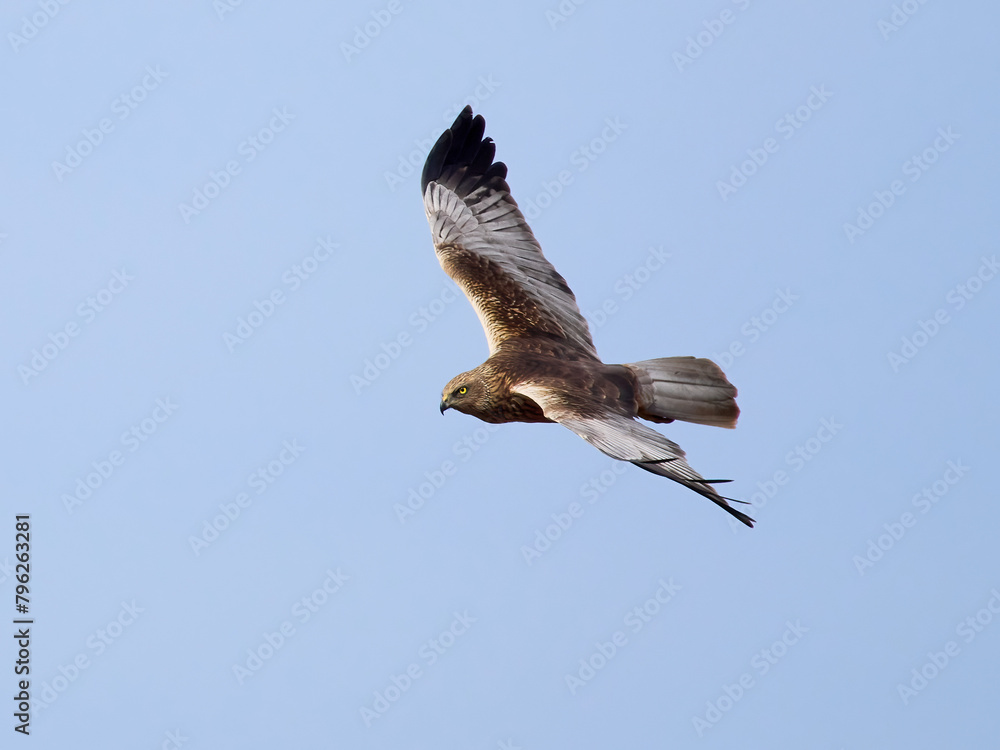 Obraz premium Western marsh harrier (Circus aeruginosus)