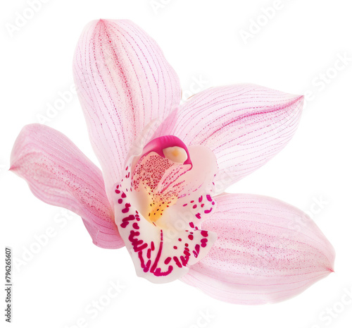 one rosy beautiful orchid isolated on white background