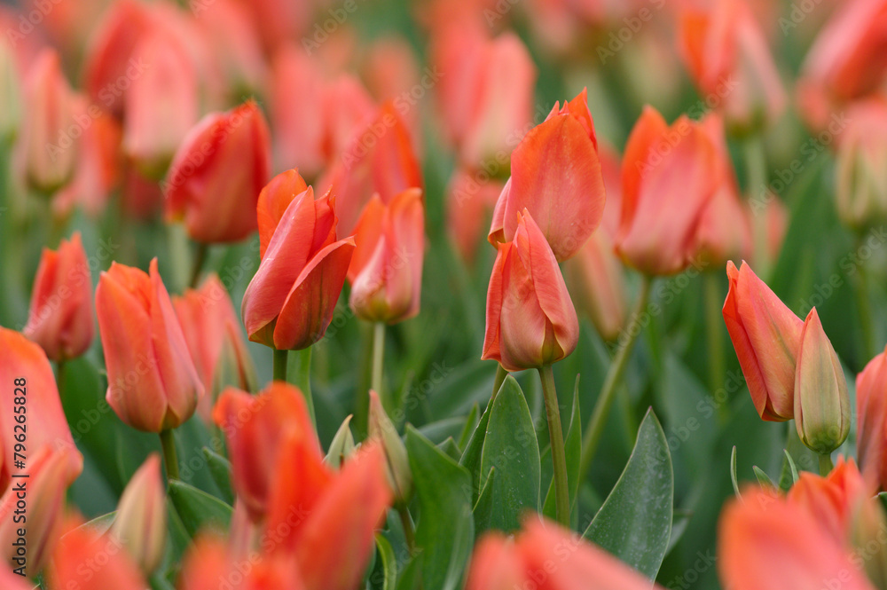 Growing tulips in the Netherlands, beautiful natural, colorful background. Growing tulips in the Netherlands, beautiful natural, colorful background.
