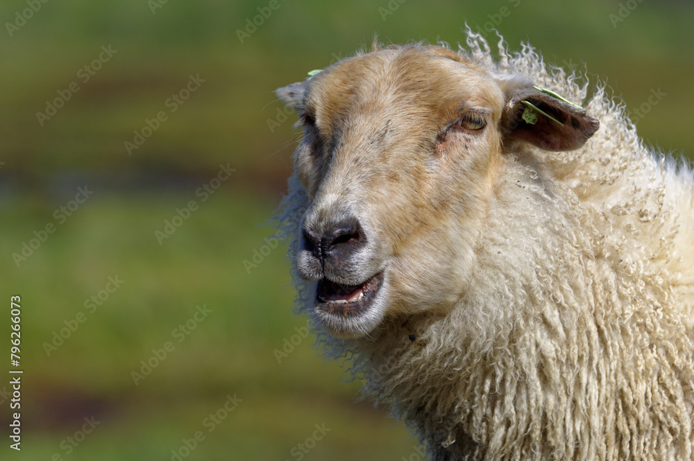 Sheep close up, animal portrait. Sheep farm.