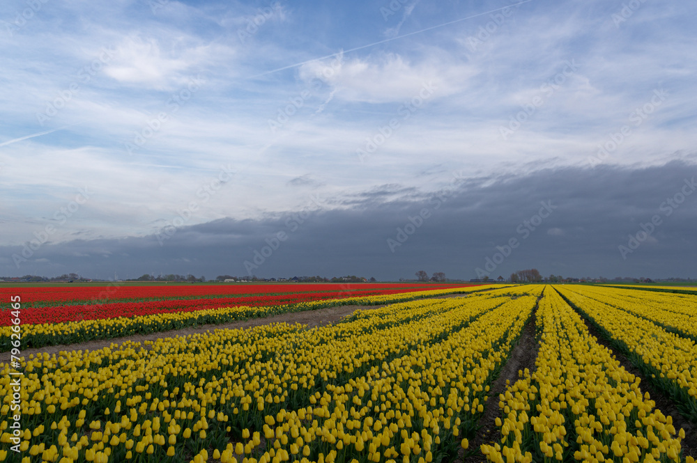 Tulip cultivation in the Netherlands, floral background. Beautiful colours. Tulip cultivation in the Netherlands, floral background. Beautiful colours.