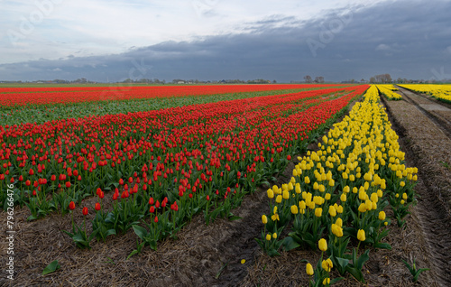 Tulip cultivation in the Netherlands, floral background. Beautiful colours.