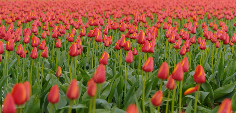 Tulip cultivation in the Netherlands, floral background. Beautiful colours. Tulip cultivation in the Netherlands, floral background. Beautiful colours.