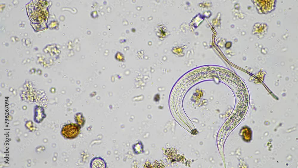 microorganisms and soil biology, with nematodes and fungi under the ...