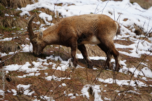 portrait of an ibex capricorn steinbock in pontresina grisons graubuenden switzerland swiss CH photo