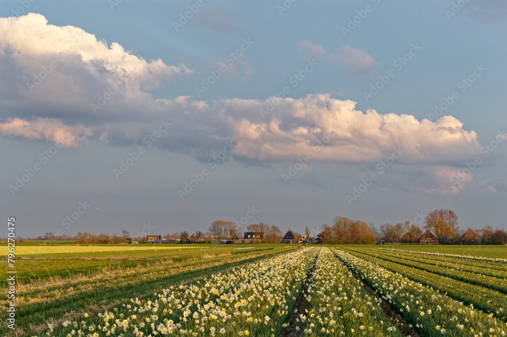 Landscape of North Holland, Nature, views, environment.