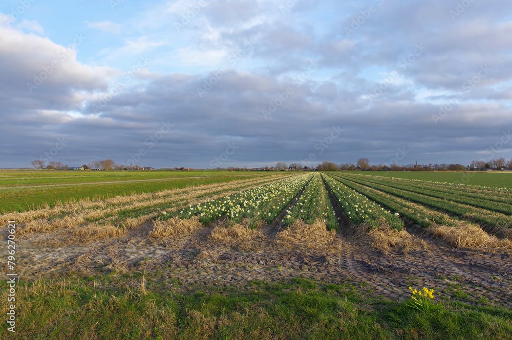 Fototapeta premium Floriculture in the Netherlands, background.