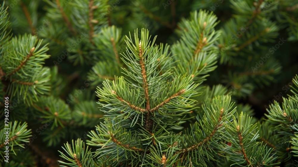 Scotch Pine Forest - Lush Greenery of Coniferous Trees and Needles 