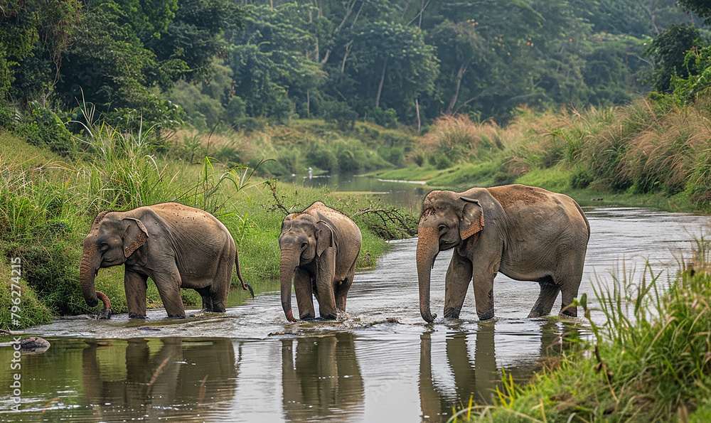 Fototapeta premium Elephants bathing in river in a jungle