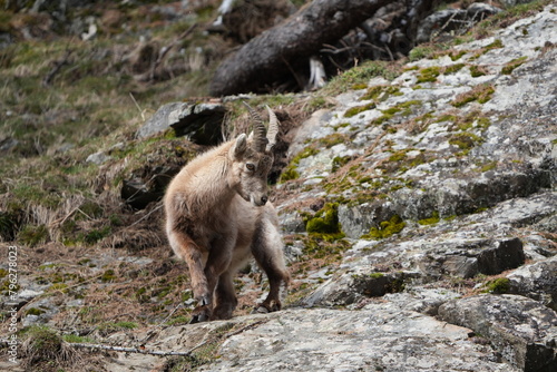 herd of steinbock capricorns grazing in Pontresina, Graubuenden, during summer. Ibex herd.