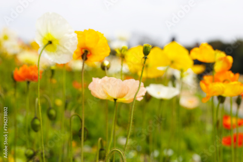 Beautiful poppy flower garden. The Expo 70 Commemorative Park  Osaka  Japan