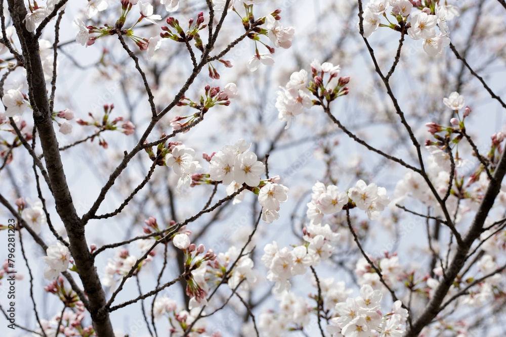Branches of sakura flowers, cherry blossom Branches of sakura flowers, cherry blossom