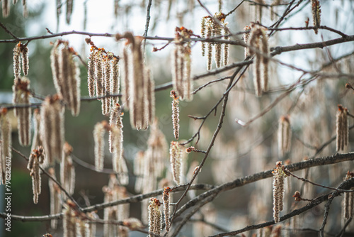 Backlit cluster of male Quaking Aspen (Populus tremuloides) catkins, under the soft spring sun photo