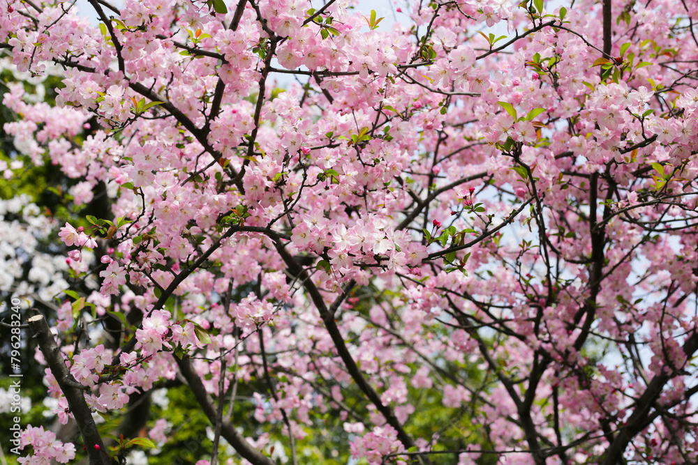 Branches of sakura flowers, cherry blossom Branches of sakura flowers, cherry blossom