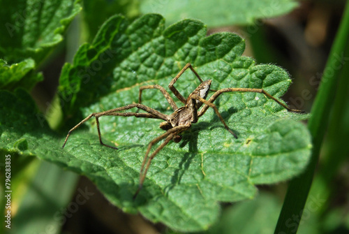 a spider about to attack a green leaf in a spring field
