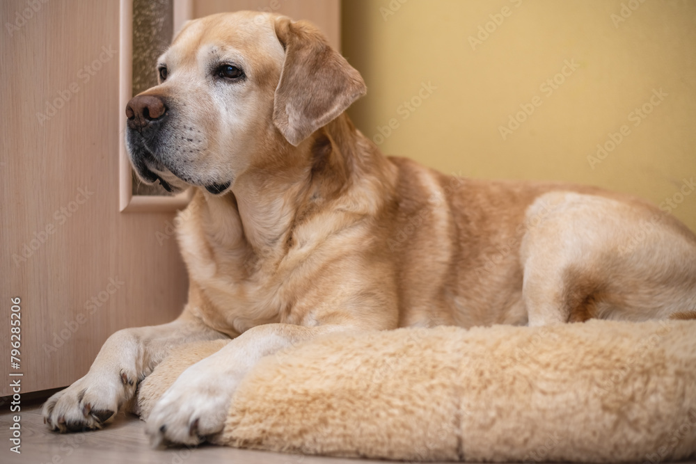labrador retriever dog lying on his soft dog bed and sleeping labrador retriever dog lying on his soft dog bed and sleeping