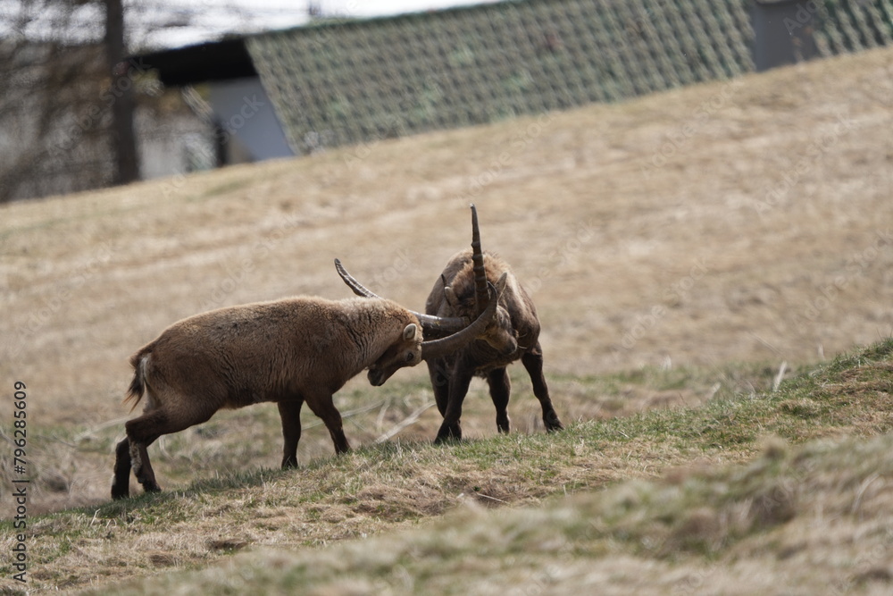 herd of steinbock capricorns grazing in Pontresina, Graubuenden, during summer. Ibex herd. herd of steinbock capricorns grazing in Pontresina, Graubuenden, during summer. Ibex herd.