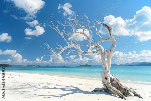 Paradisiacal Beach with White Driftwood Tree - Islands