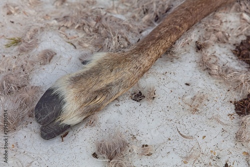 Φωτογραφία Closeup of hooves of reindeer carcase at Aittakuru in lying in snow in spring, Pelkosenniemi, Lapland, Finland