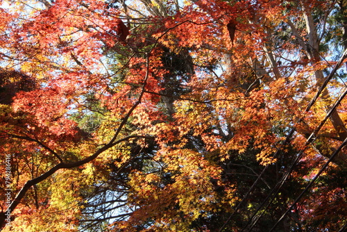 Autumn maple leave with blue sky in Japan