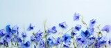 Blue flowers scattered on white surface