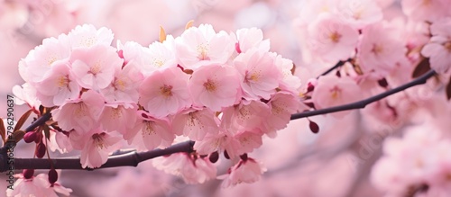 Pink flower close-up on tree